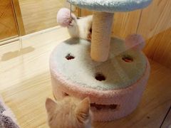 -屋虎猫馆(宝安大仟里店)