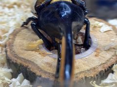 -上海跨国采购会展中心