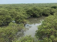 -北海金海湾红树林生态旅游区