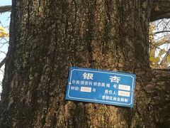-千年银杏谷文化旅游区