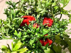 -保尔卓美园艺有限公司