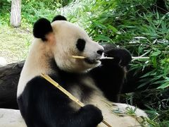 -都江堰中华大熊猫苑