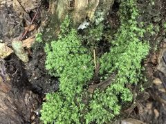 -午潮山国家森林公园