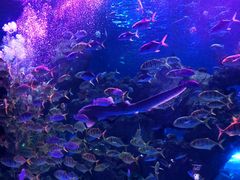 -芜湖新华联大白鲸海洋公园