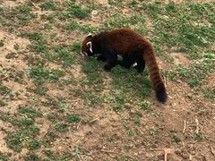 -辛玛王国游乐园