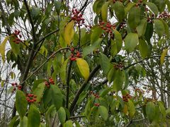 -昆山城市生态森林公园