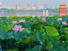 -济南大明湖景区