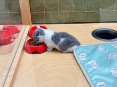 -帕帕拉兹宠物(亚洲旗舰店)