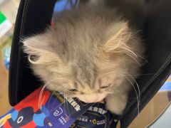 -欣宠猫屋·矮脚拿破仑·蓝金金渐层