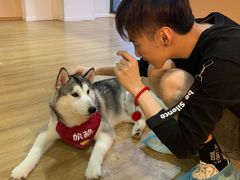 -Husky Go! 哈士奇体验馆·宠物咖啡厅狗咖
