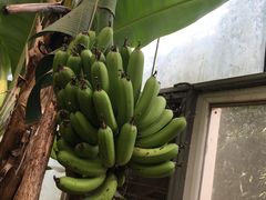 -呀路古热带植物园