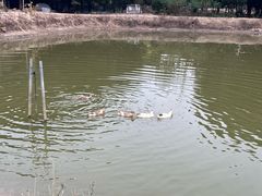 -胜丰草莓采摘园