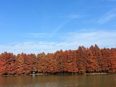 -上海海湾国家森林公园