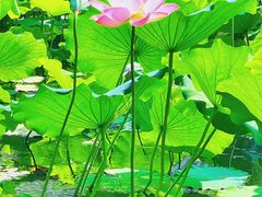 -荔湾湖公园