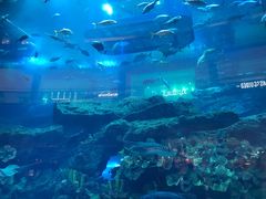 -迪拜水族馆及水下动物园