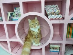 -糯米喵星人·撸猫猫舍咖啡馆(西市场嘉华店)