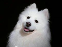-超宠爱宠物摄影-Super pet