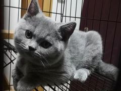 -纳吉亚猫专科动物医院(康都外科中心)