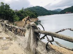 -黄山太平湖风景区