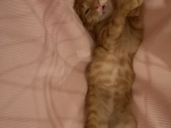 -圣宠动物医院·犬猫专科·影像中心·外科中心