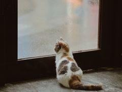 -福尔喵斯探案馆实景搜证·沉浸式剧本杀