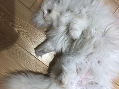 -Pets First伊珊娜洗护·精致美容·家庭式寄养(新会路店)
