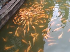 -枫香湖儿童公园