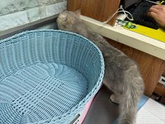-纳吉亚猫专科动物医院博雅分院