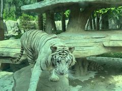 -北京野生动物园