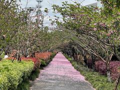 -高东镇樱花园
