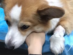 -纳吉亚猫专科动物诊疗中心(蒋宅口分院)