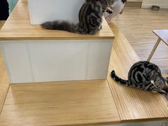 -李小姐の猫咖啡馆(五角场店)