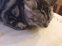 iphone_upload_pic-海边的猫和咖啡馆