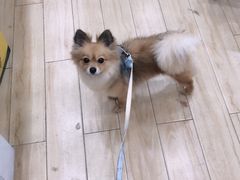 -狗不理喵子(百富路店)
