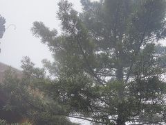 -普陀山风景区-佛顶山