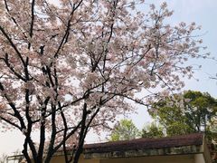 -金鸡湖桃花岛