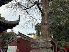 -长春观