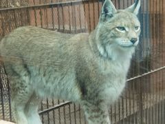 -青藏高原野生动物园
