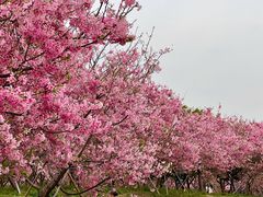 -天适樱花悠乐园