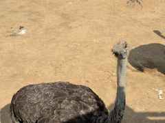 -西霞口神雕山野生动物世界