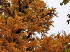 -红螺寺