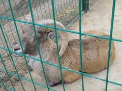 -青藏高原野生动物园