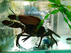 -富临港·蒸汽海鲜·手抓海鲜·炒菜(栈桥店)