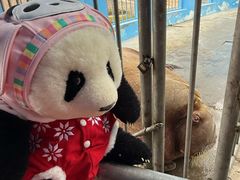 -西霞口神雕山野生动物世界