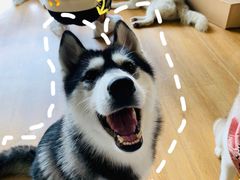 -Husky Go! 哈士奇体验馆·宠物咖啡厅狗咖
