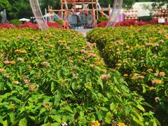 -广东花都香草世界旅游度假区