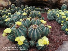 -南通洲际绿博园