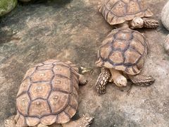 -南宫五洲植物乐园