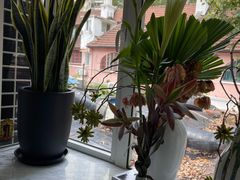 -蝶舍·MAISON PAPILLON