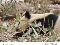 -成都大熊猫繁育研究基地